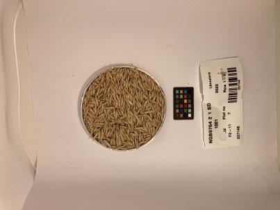 Click for 1 image(s) for this accession. SEED